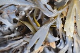 A close-up view of seaweed with long, glossy, and wavy fronds in shades of green, brown, and gray. The fronds overlap and curl in various directions, showcasing a natural, organic texture with a sheen from moisture.