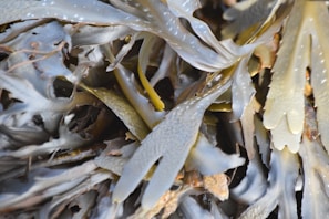 A close-up view of seaweed with long, glossy, and wavy fronds in shades of green, brown, and gray. The fronds overlap and curl in various directions, showcasing a natural, organic texture with a sheen from moisture.