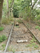 An abandoned and overgrown railway track runs through a forested area. The rails are rusted and partially obscured by fallen leaves and branches. Trees and dense greenery surround the tracks, indicating a lack of maintenance over time.