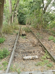 Rusty, overgrown railway tracks disappearing into a dense forest.