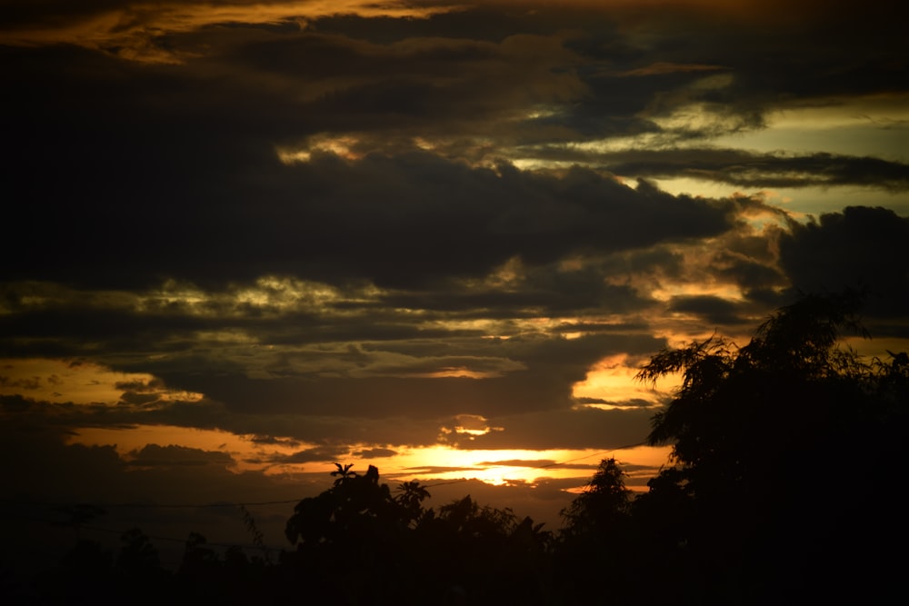 silhouette of trees during sunset