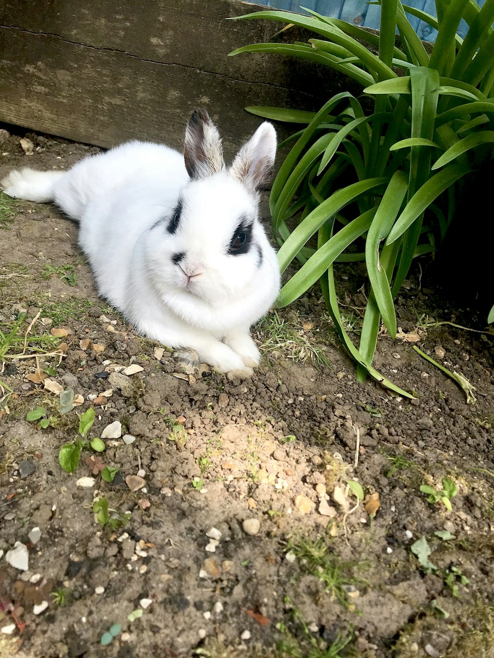 white cat on brown soil