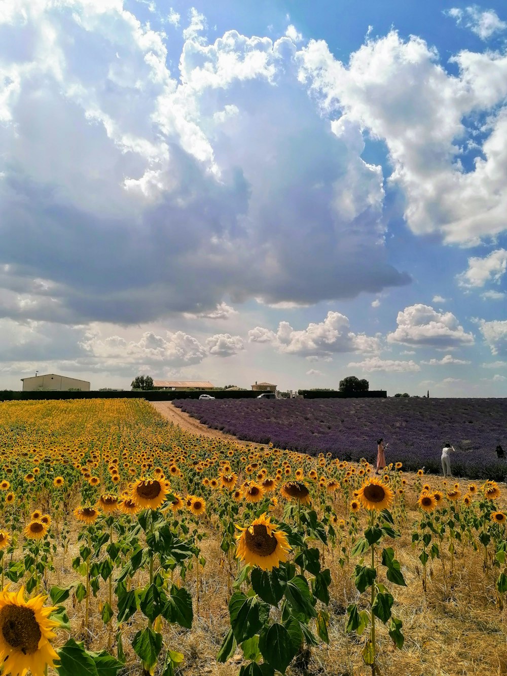 sunflower field under cloudy sky during daytime