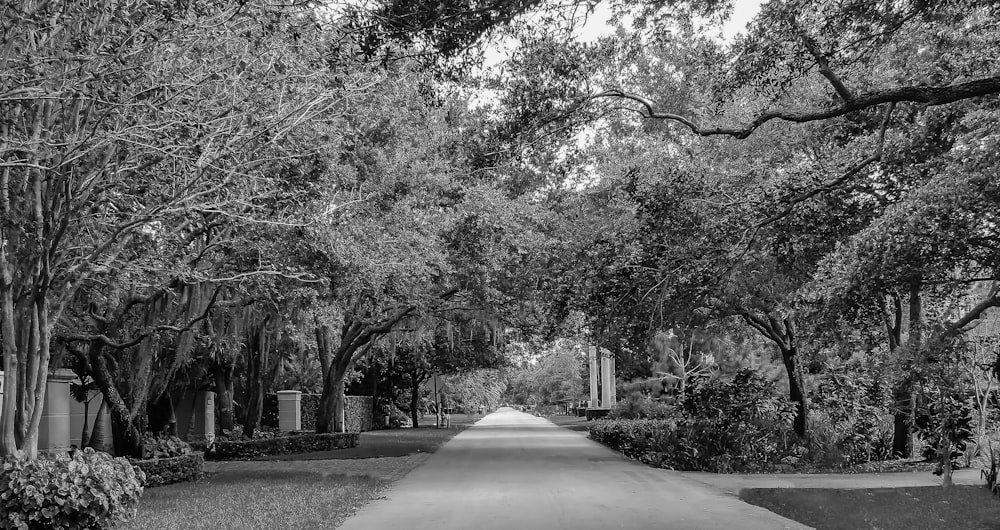 grayscale photo of trees and road