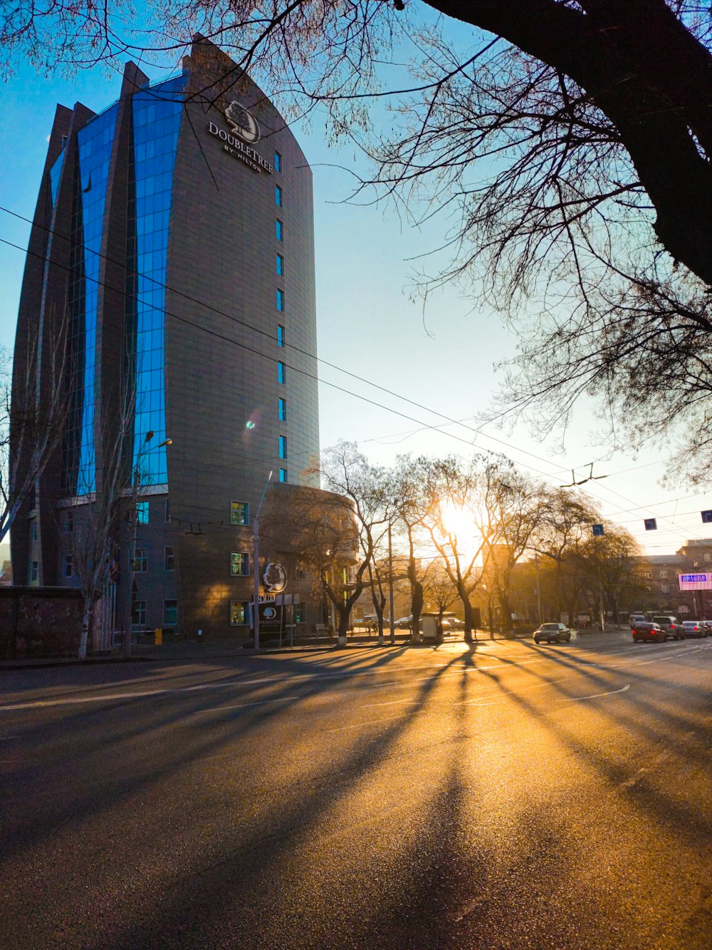 bare trees near gray concrete building during daytime