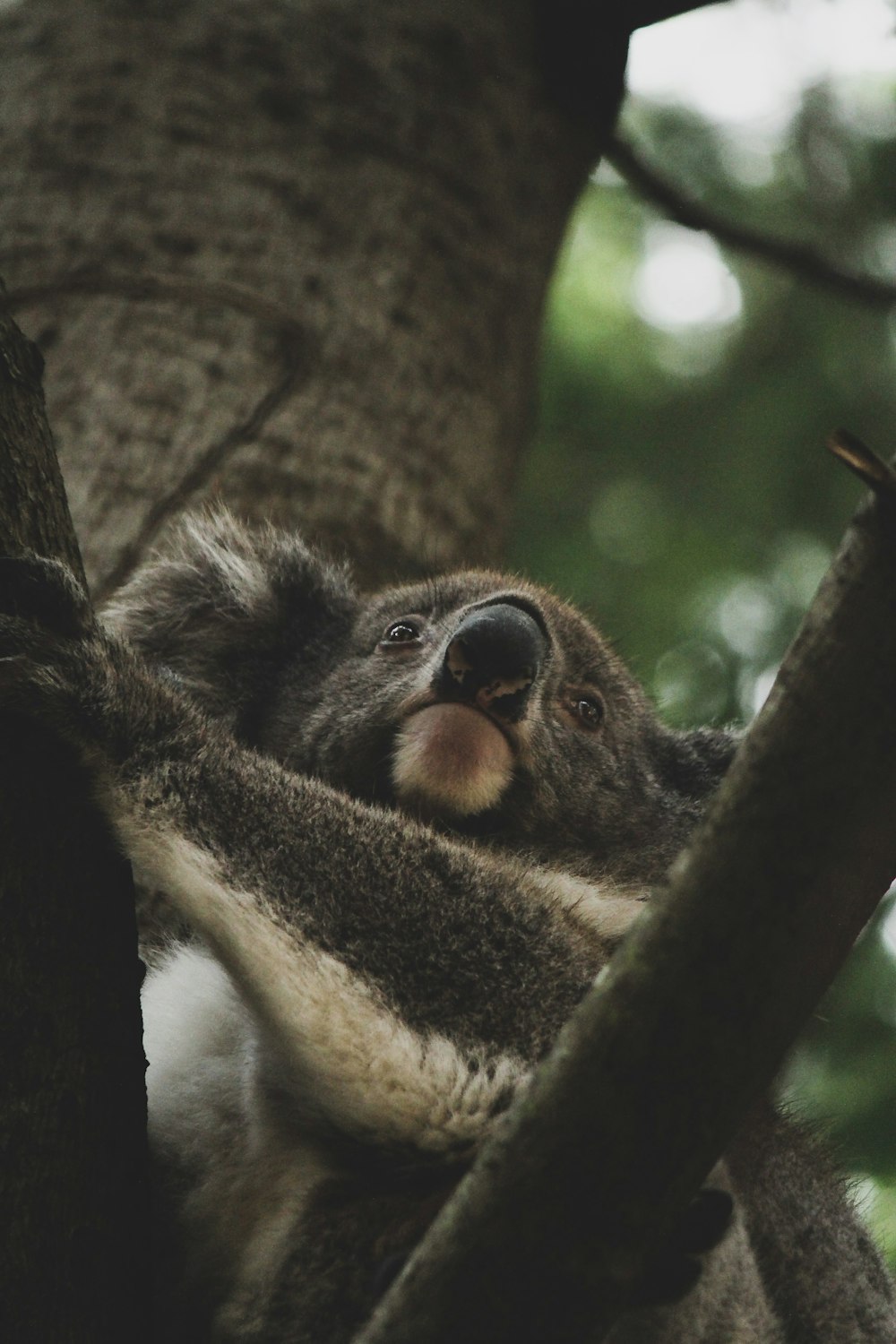 koala bear on tree during daytime