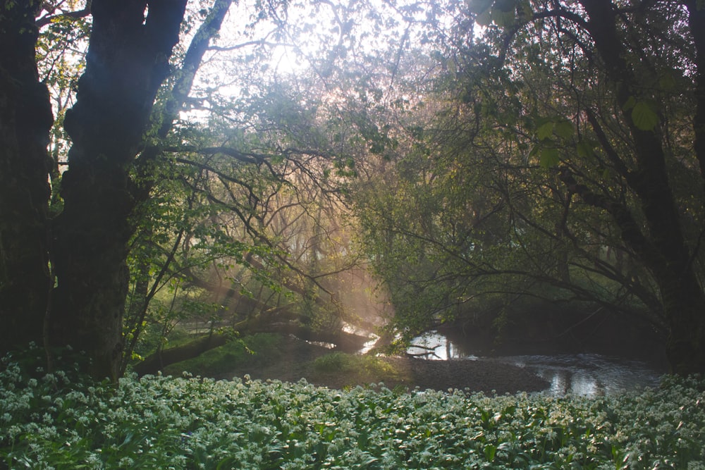 alberi e piante verdi vicino al fiume durante il giorno