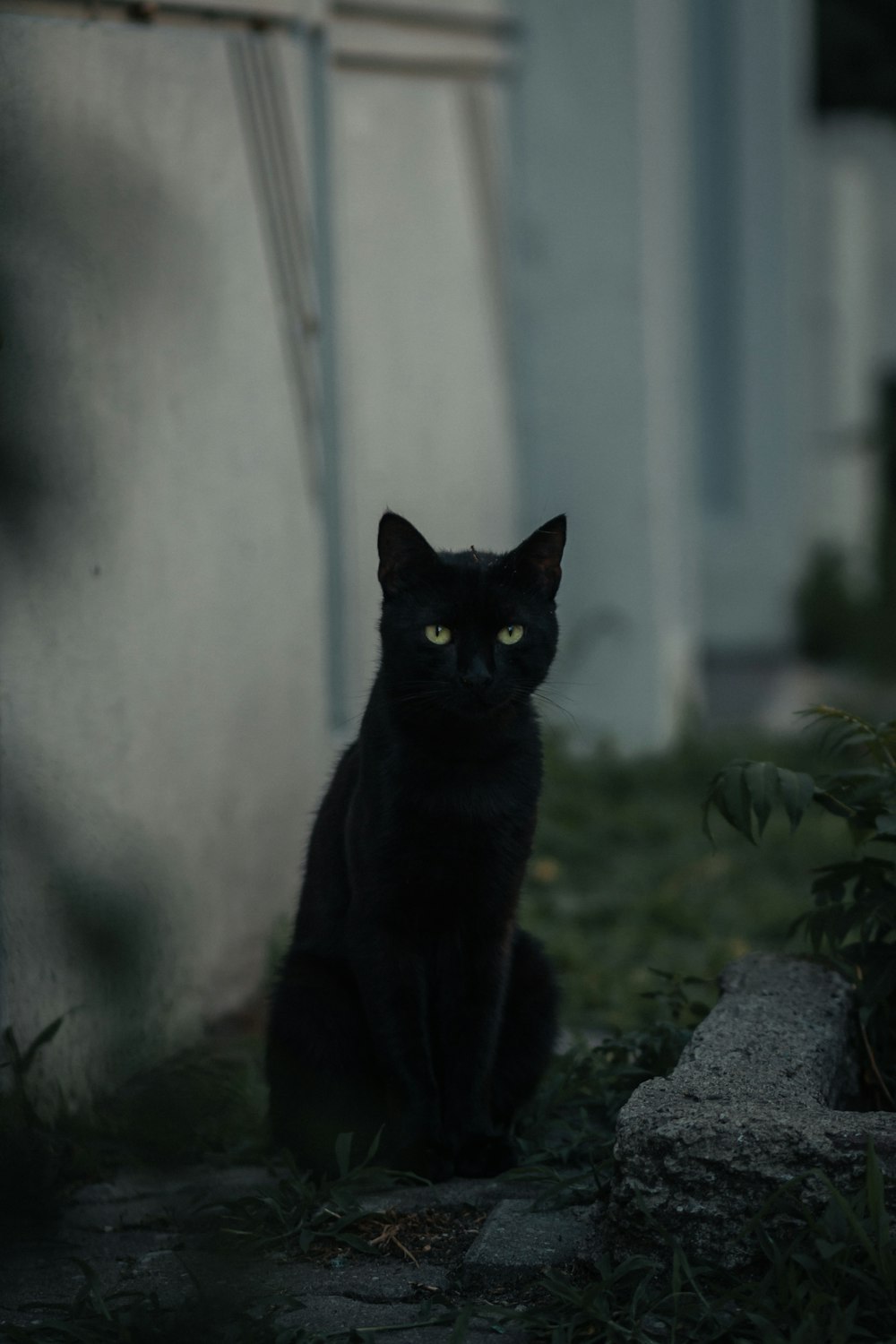 灰色のコンクリートの壁に黒い猫