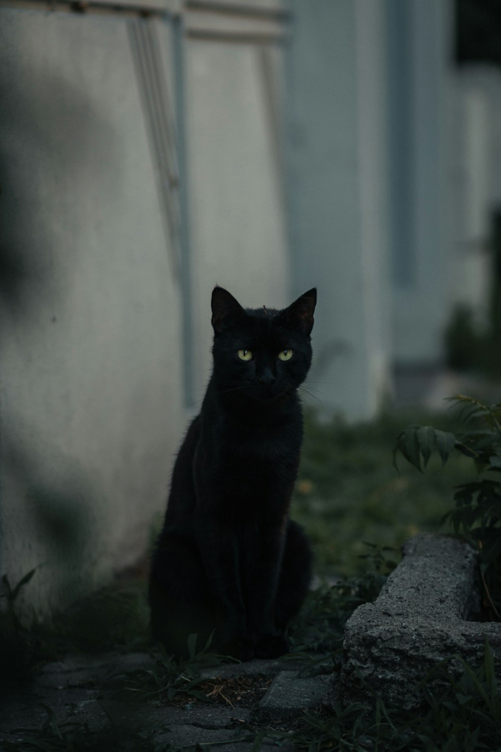 chat noir sur mur de béton gris