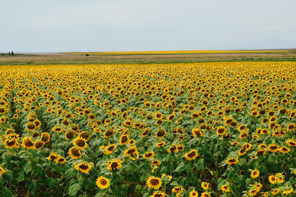 yellow flower field under blue sky during daytime