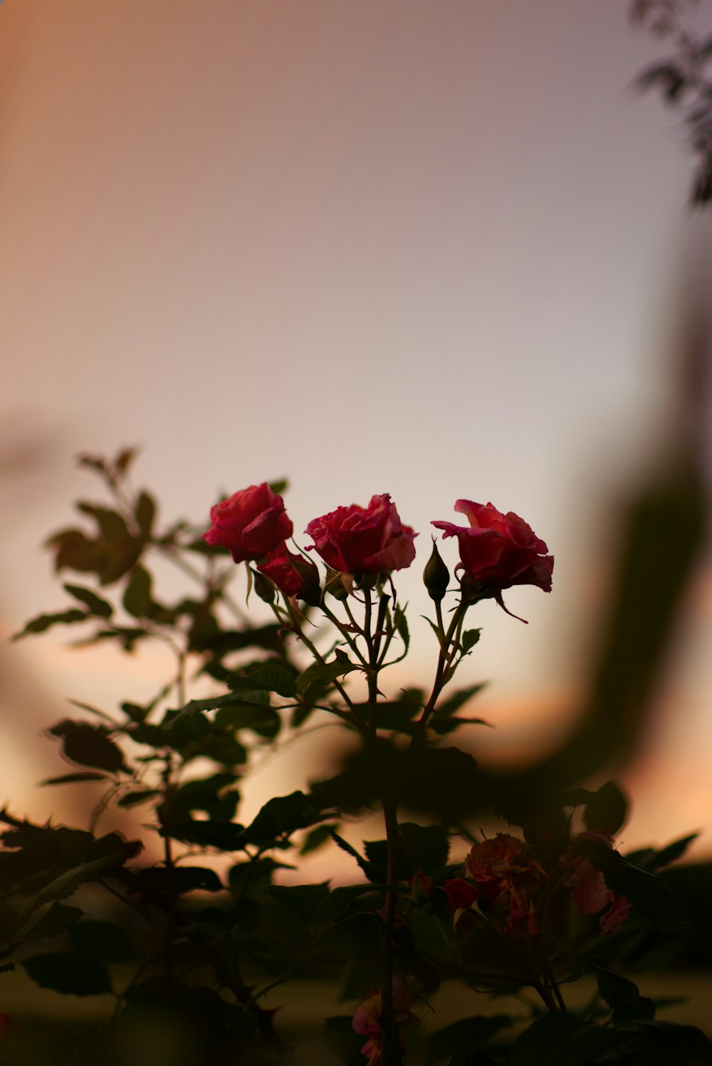 red roses in bloom during daytime