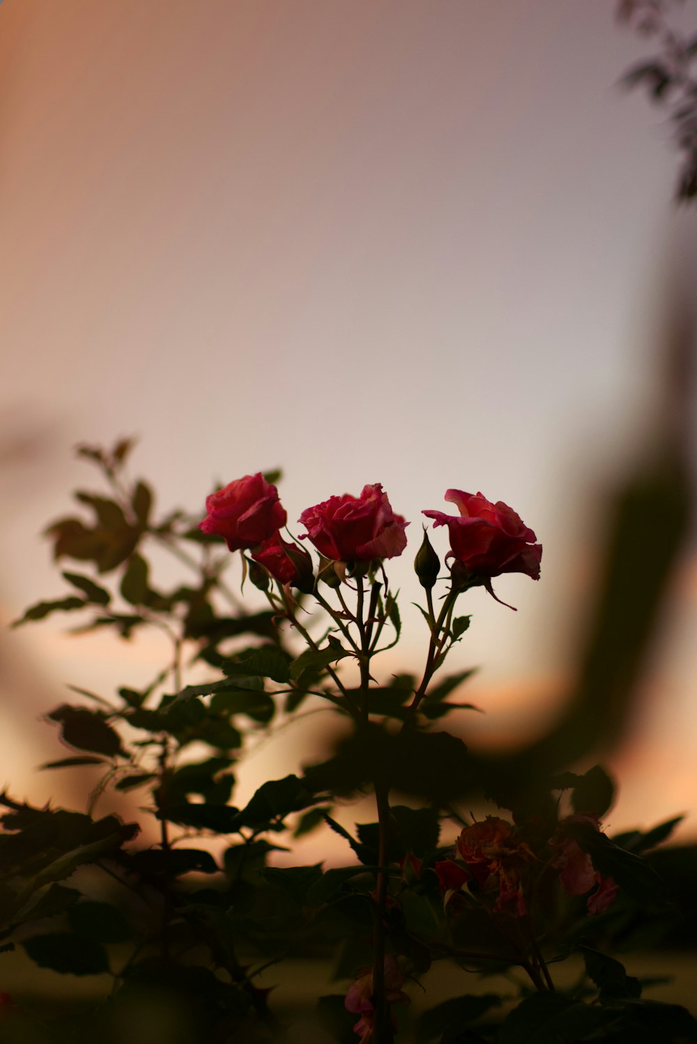 Foto rosas rojas en flor durante el día – Imagen Planta gratis en Unsplash
