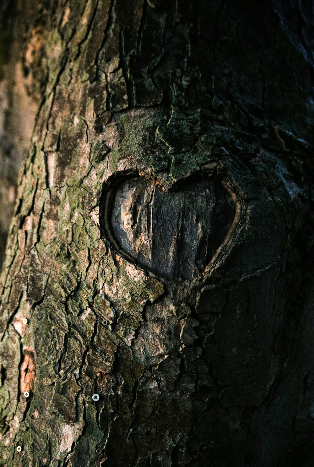 trou en métal noir sur tronc d’arbre brun