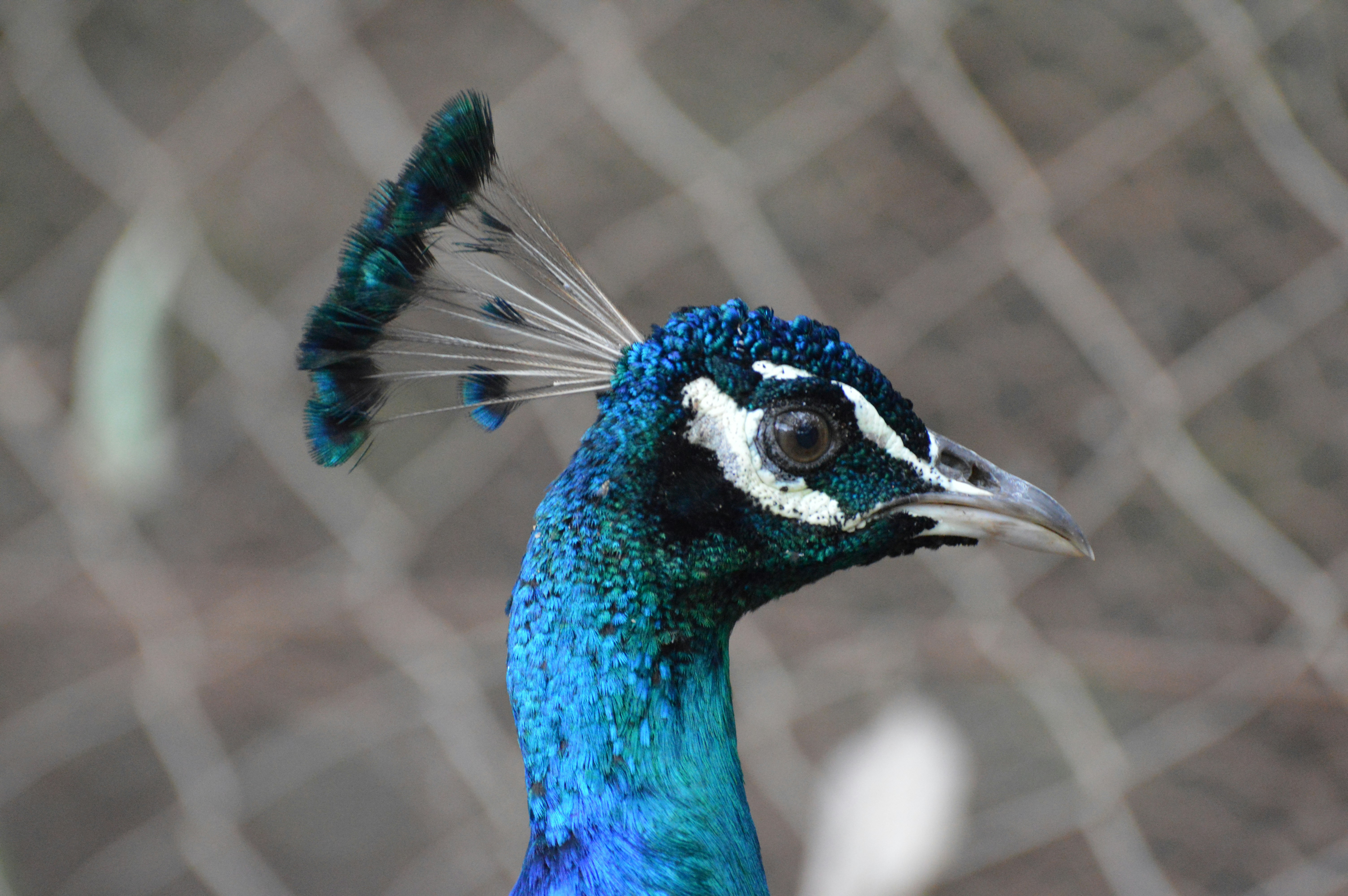 blue peacock in close up photography