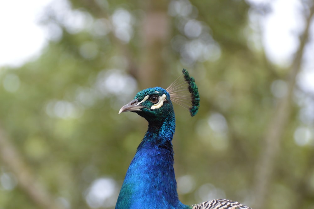 blue peacock in tilt shift lens