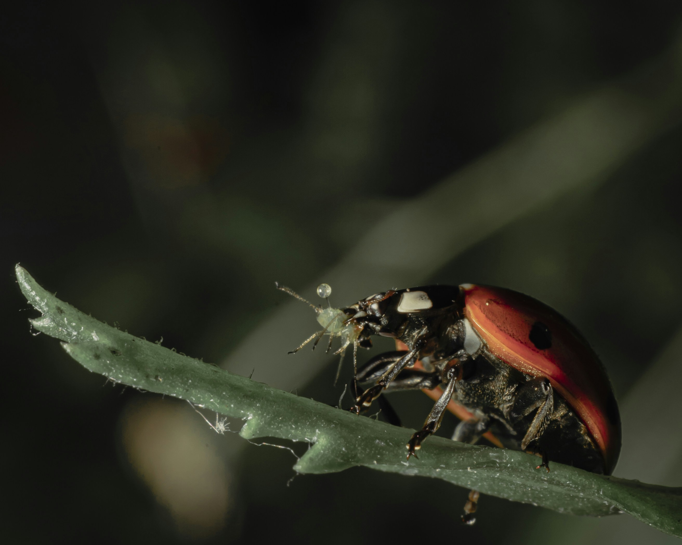 red and black ladybug perched on green leaf in close up photography during daytime