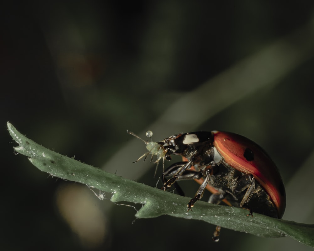 낮 동안 클로즈업 촬영에서 녹색 잎에 앉은 빨간색과 검은색 무당벌레