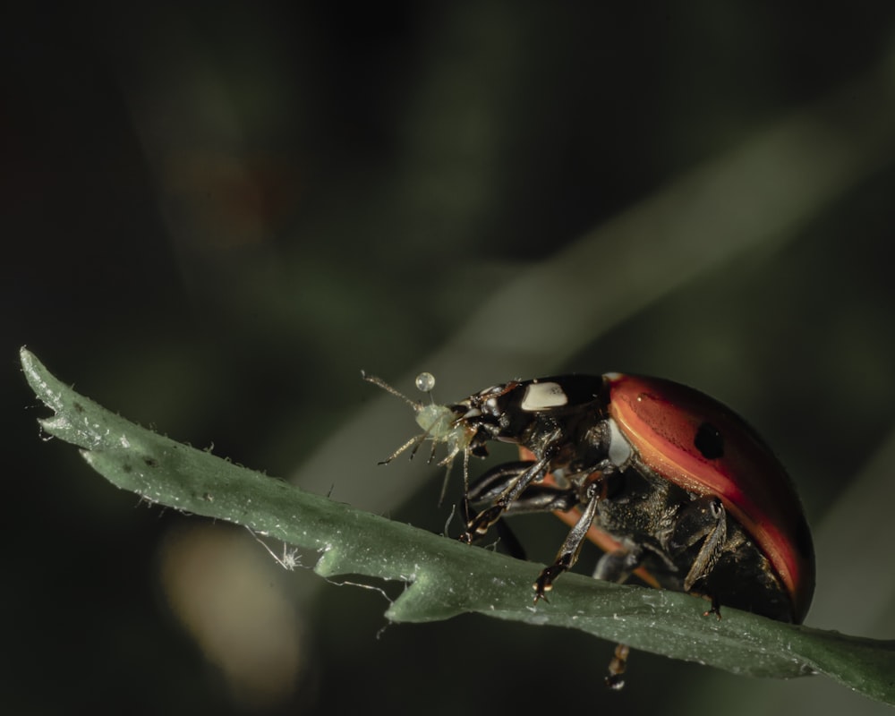 Joaninha vermelha e preta empoleirada na folha verde em fotografia de perto durante o dia