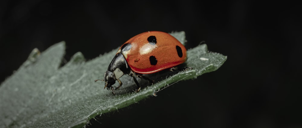 red ladybug perched on green leaf in close up photography during daytime