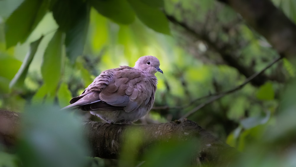 brown bird on tree branch