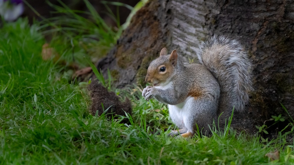 brown and white squirrel on green grass during daytime