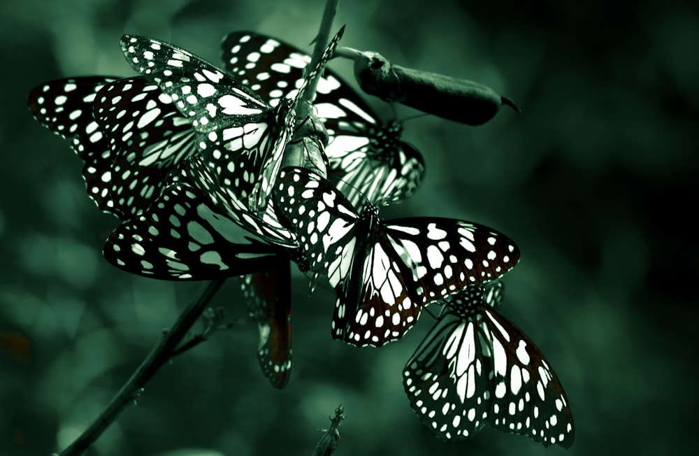 black and white butterfly on green plant