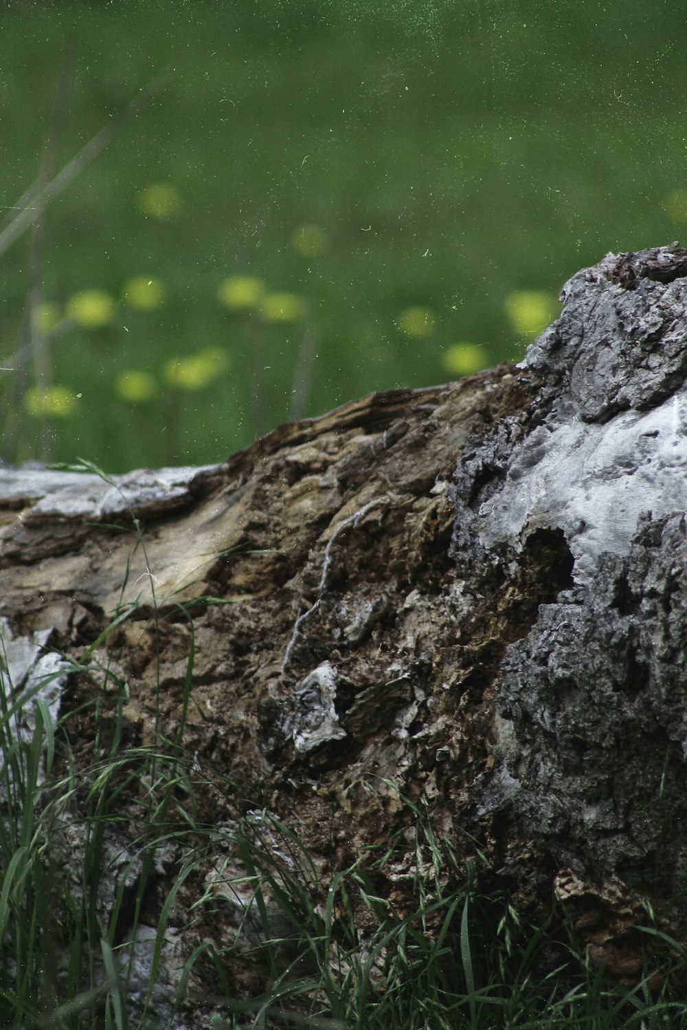 brown tree trunk near green grass during daytime