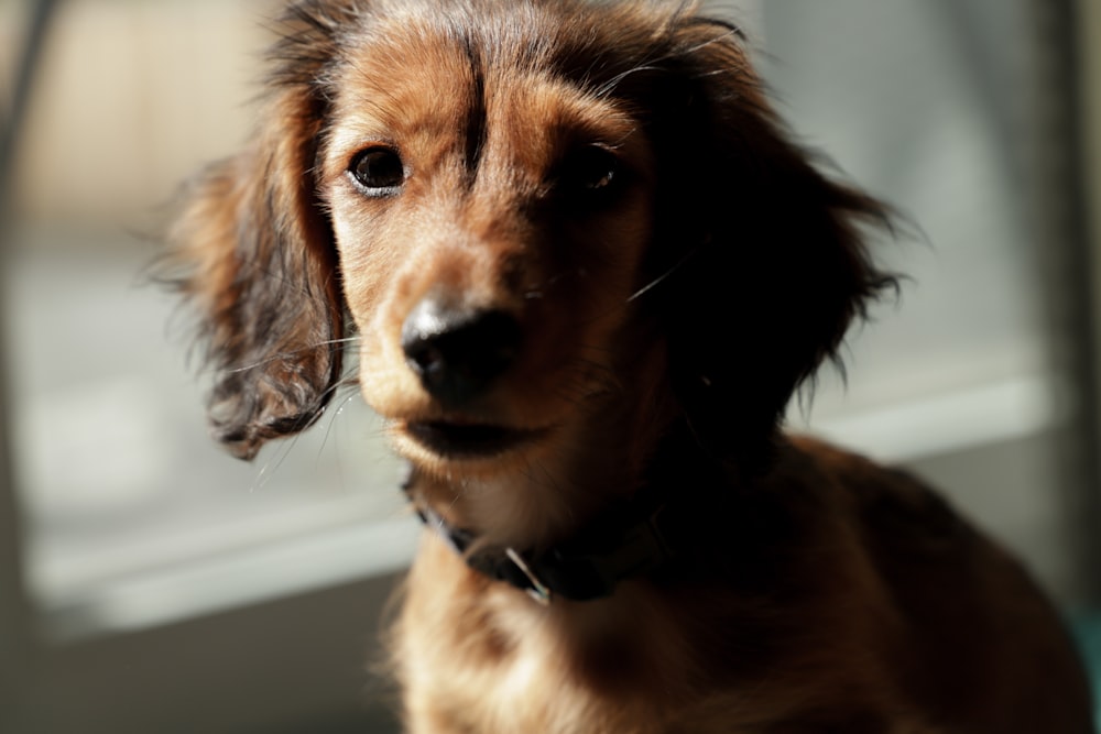 cane marrone a pelo corto con pelo nero