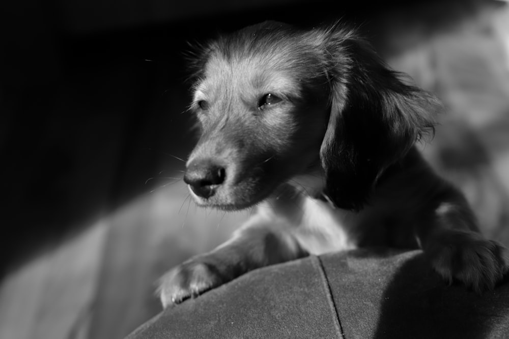 grayscale photo of golden retriever puppy