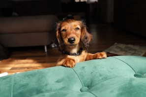 dog next to a clean sofa