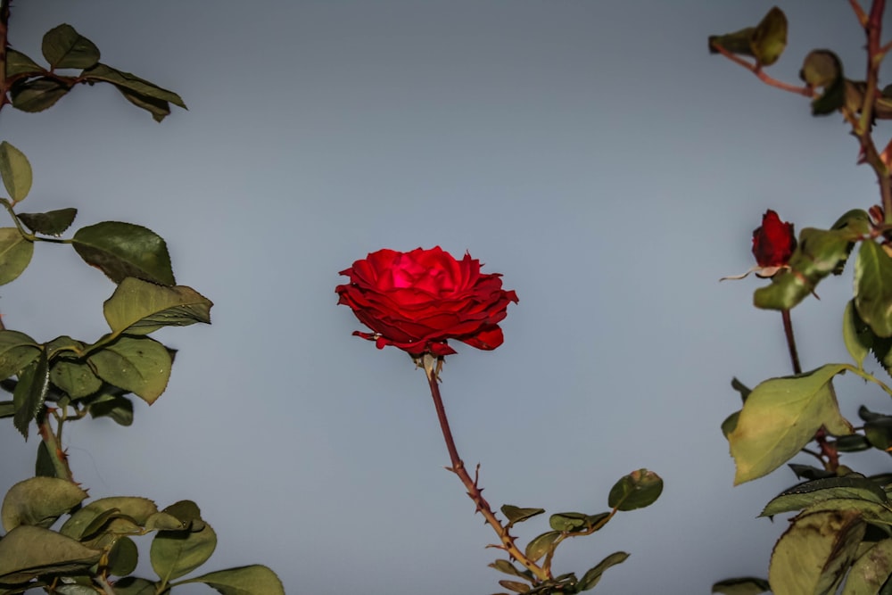 rose rose en fleur à côté du mur blanc