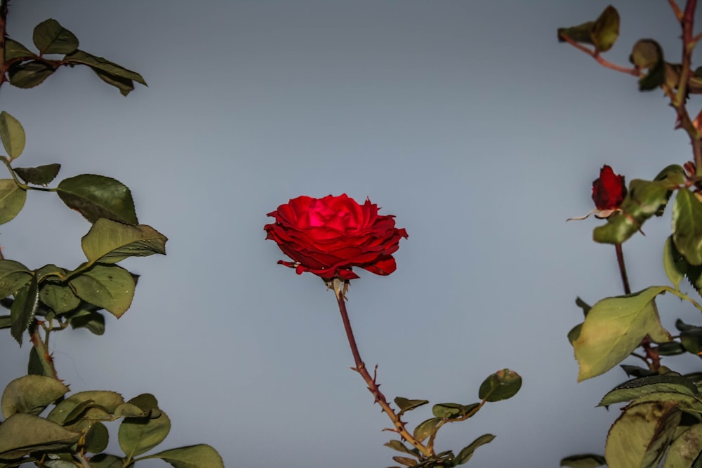 pink rose in bloom beside white wall