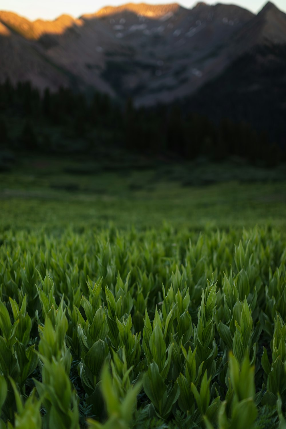 green grass field near mountain during daytime