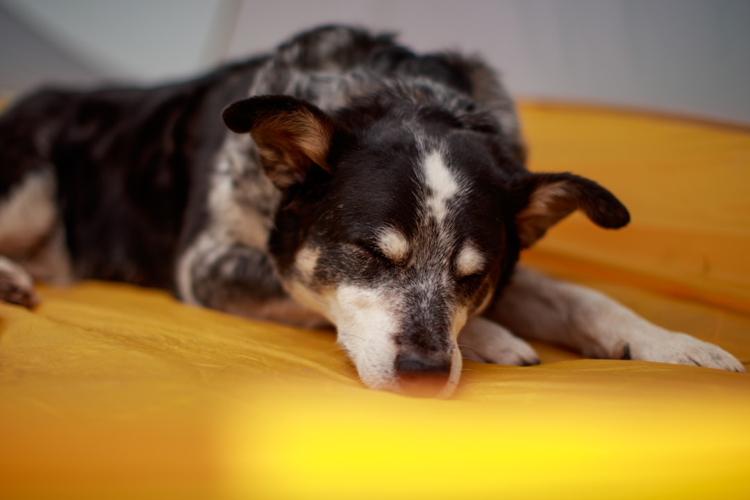 black and white short coated dog lying on yellow textile