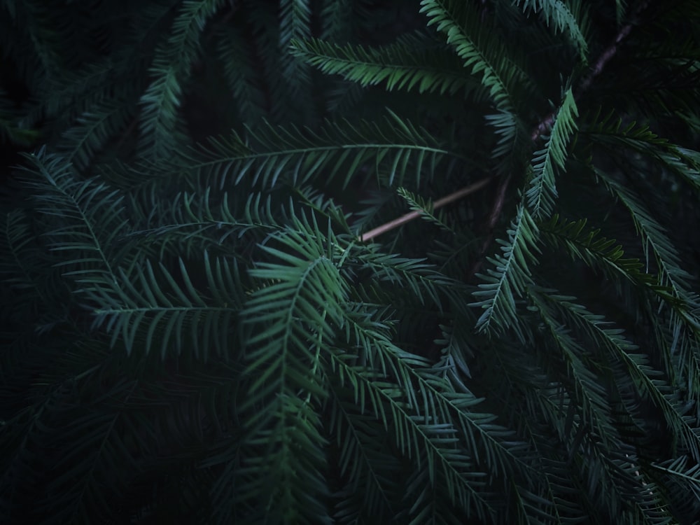 green pine tree leaves in close up photography