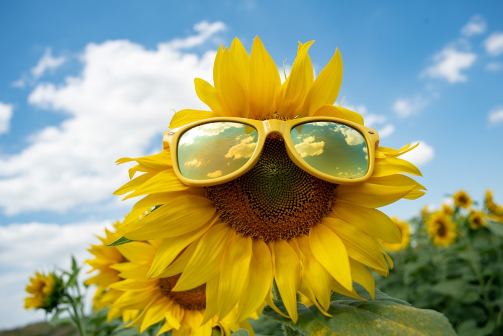sunflower with sunglasses under blue sky during daytime