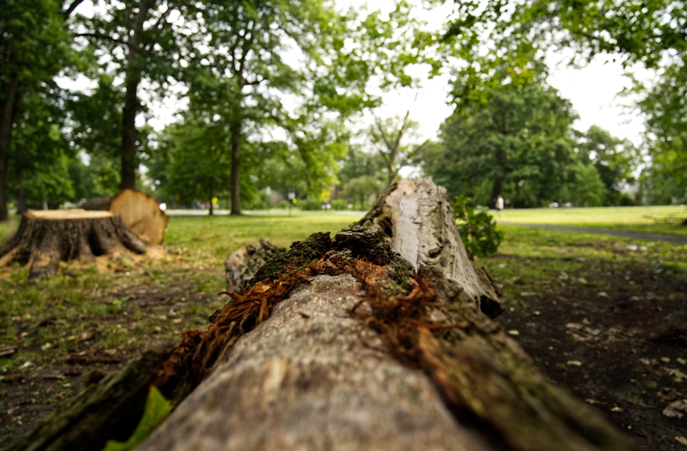 a tree that has been cut down in a park