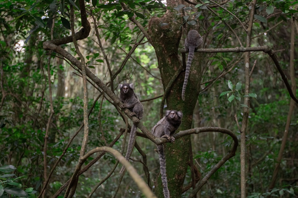 black monkey on brown tree branch during daytime