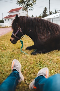 A black horse with a mane is resting on a grassy area, secured with a teal rope. The perspective is from someone sitting close by, showing their legs and feet clad in athletic shoes and jeans. In the background, a white rural building with a red roof is visible amid trees and a clear sky.