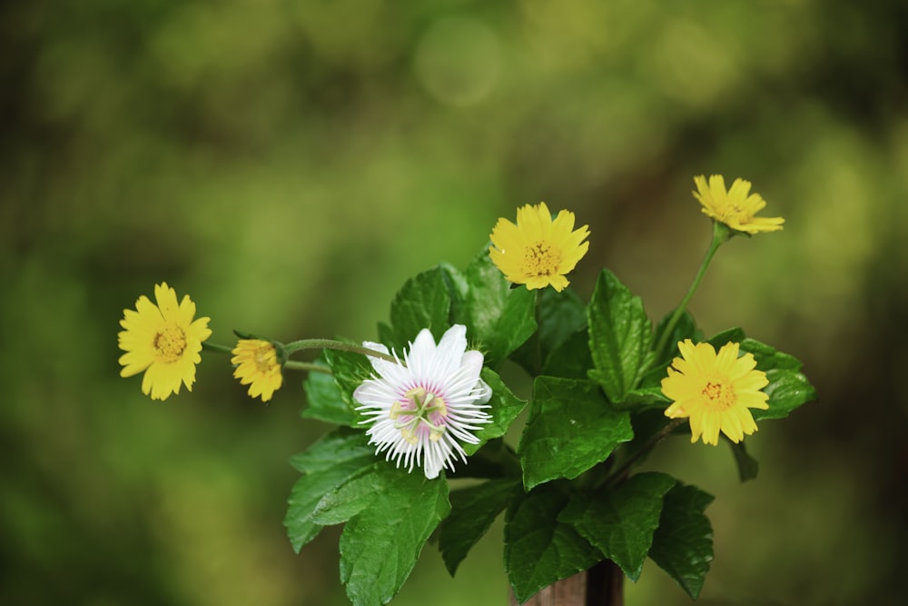 white and yellow flowers in tilt shift lens