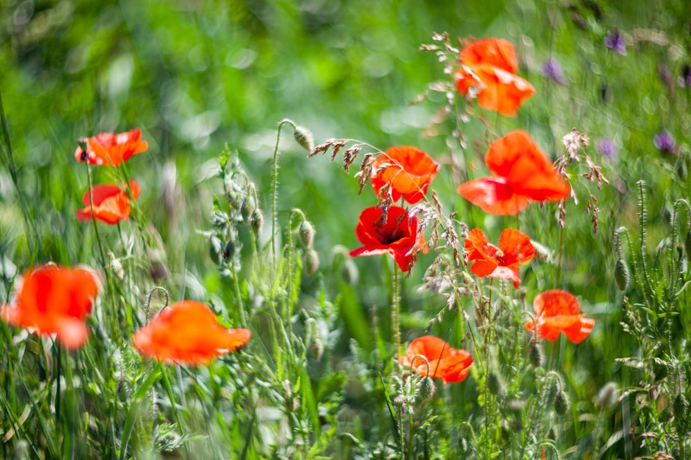 red flower in the middle of green grass field