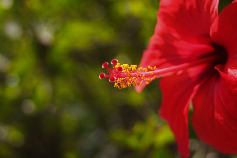 red hibiscus in bloom during daytime