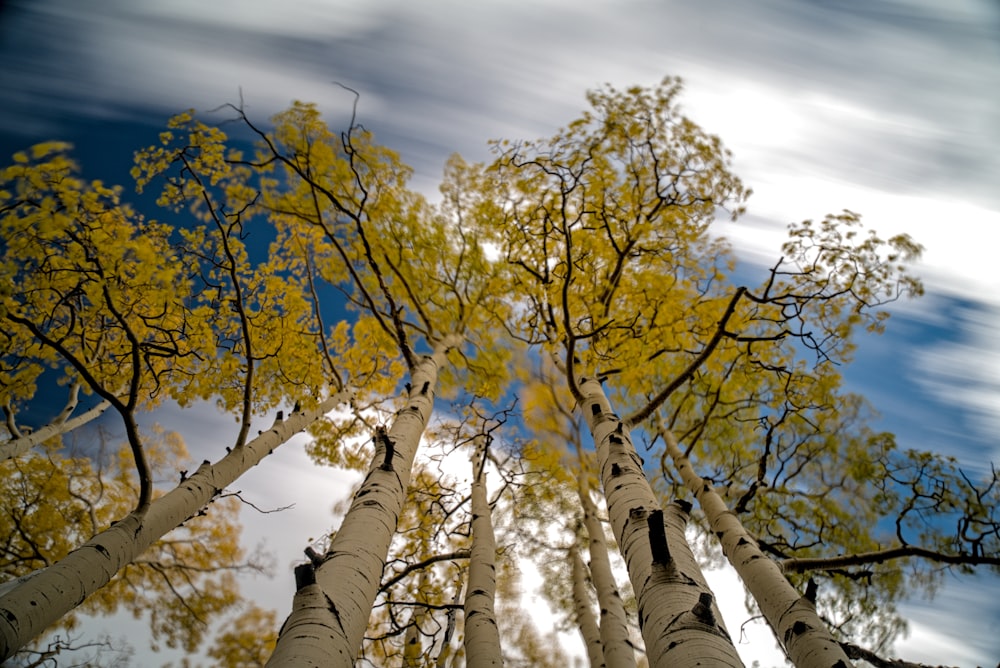 brown tree under blue sky during daytime