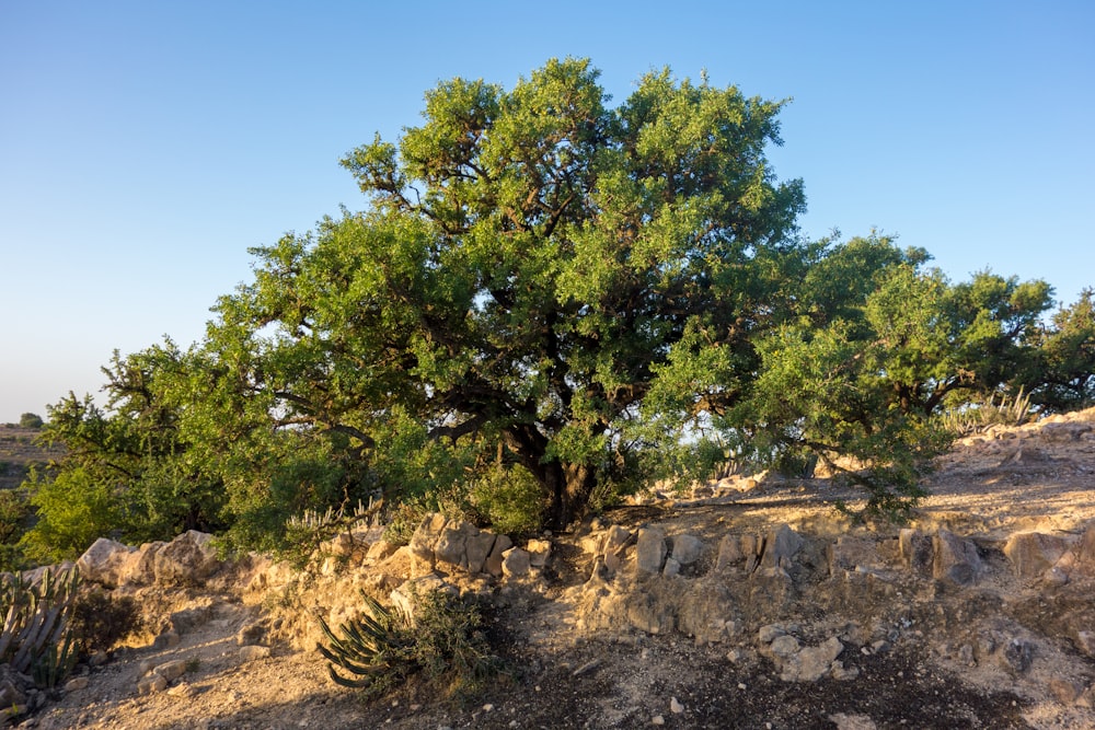 green tree on brown soil