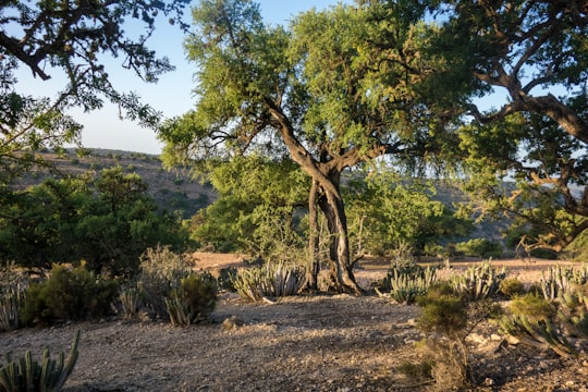 green trees on brown field during daytime in Souss-Massa Morocco