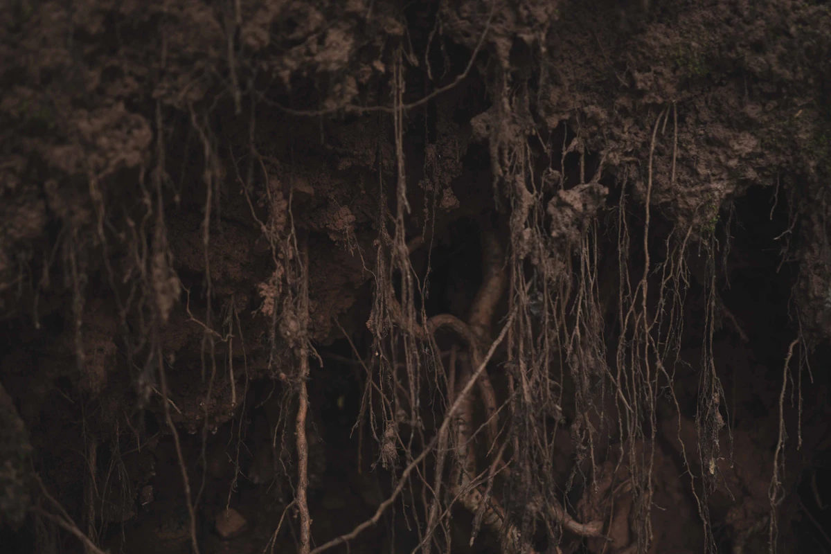 Tree roots spreading into the earth