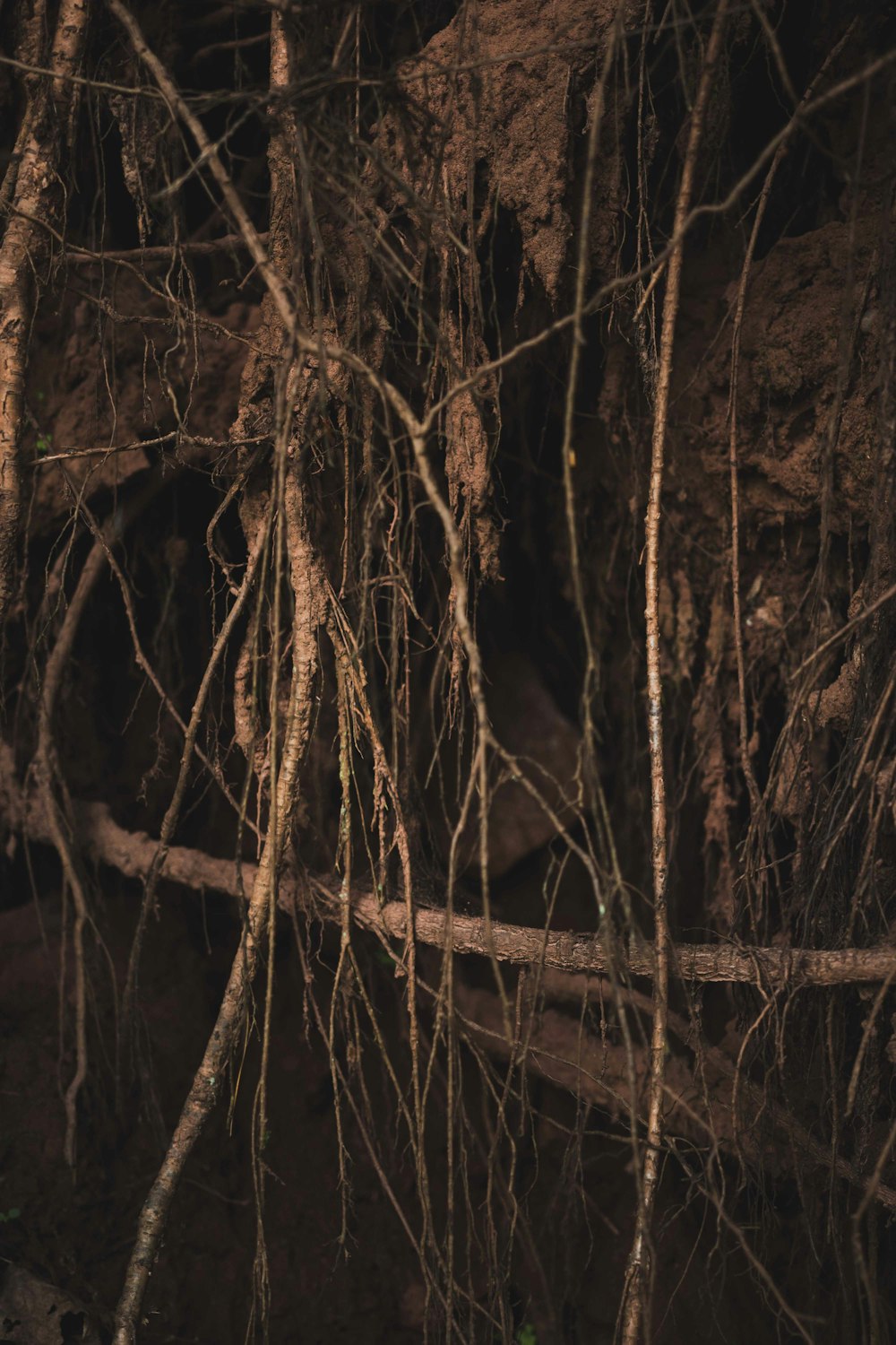 ramo d'albero marrone in primo piano fotografia