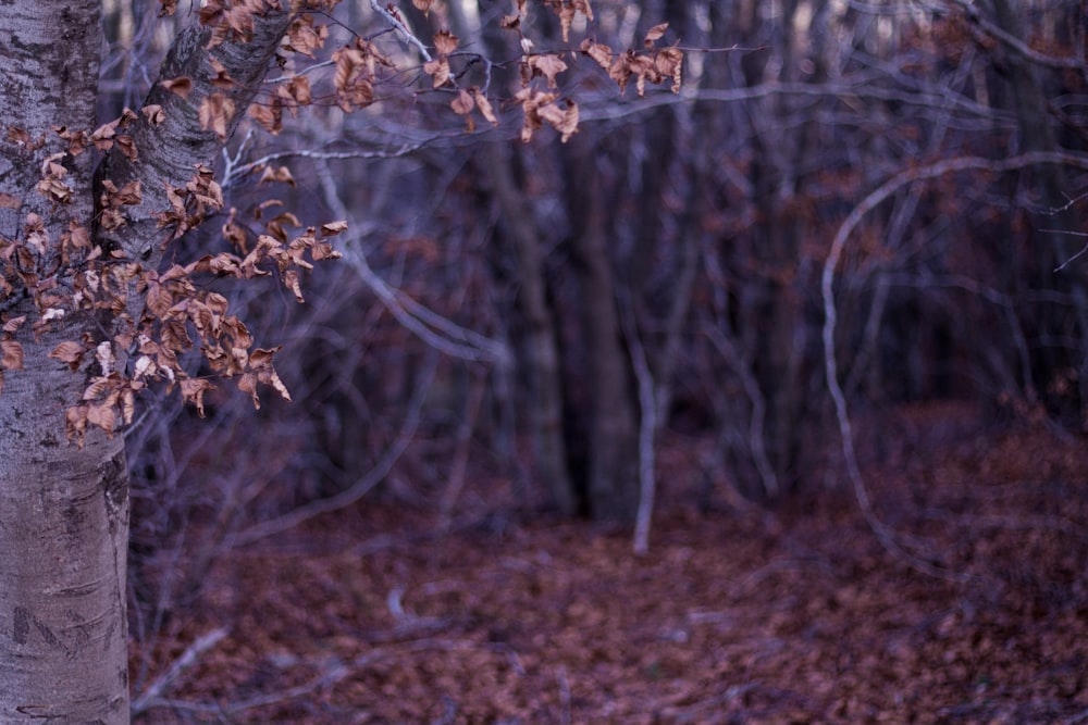 brown leaves on ground during daytime