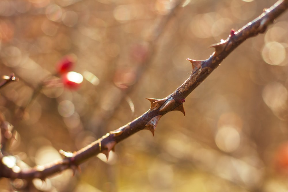 red flower buds in tilt shift lens