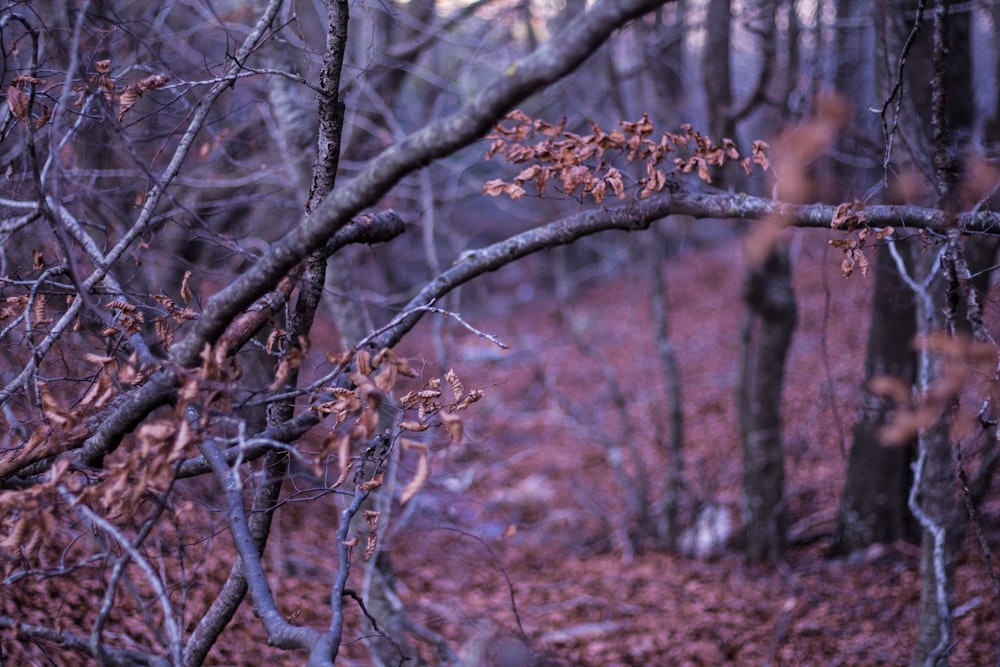 brown leaves on tree branch